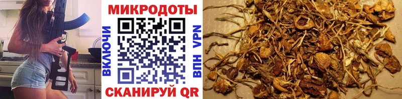 kraken tor  Чебаркуль  Псилоцибиновые грибы Psilocybine cubensis 